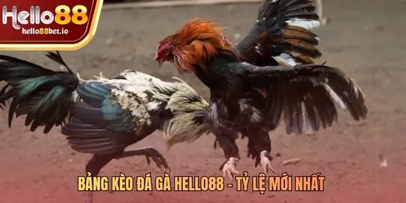 Bảng kèo đá gà Hello88 đa dạng cho mọi người chơi