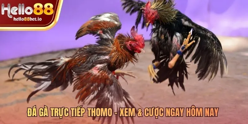 Xem đá gà trực tiếp Thomo mượt mà không gián đoạn