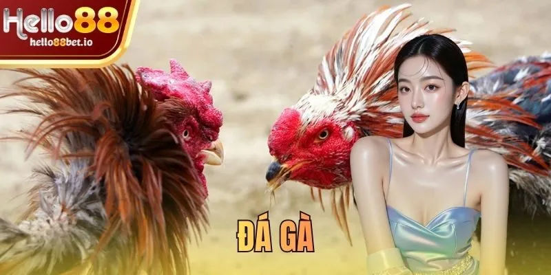 đá gà