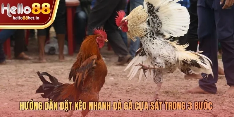 Tham gia đặt kèo đá gà cựa sắt Hello88 chỉ với 3 bước