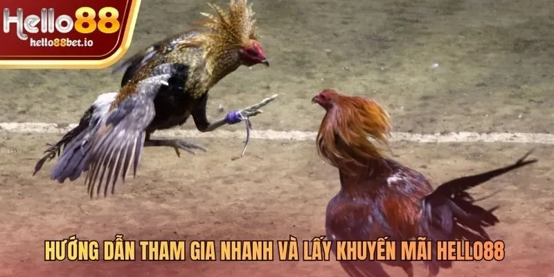 Các bước tham gia kèo đá gà Hello88 nhanh gọn