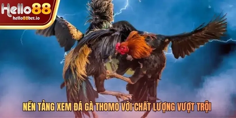 Nền tảng công nghệ cho trải nghiệm đá gà Thomo sống động