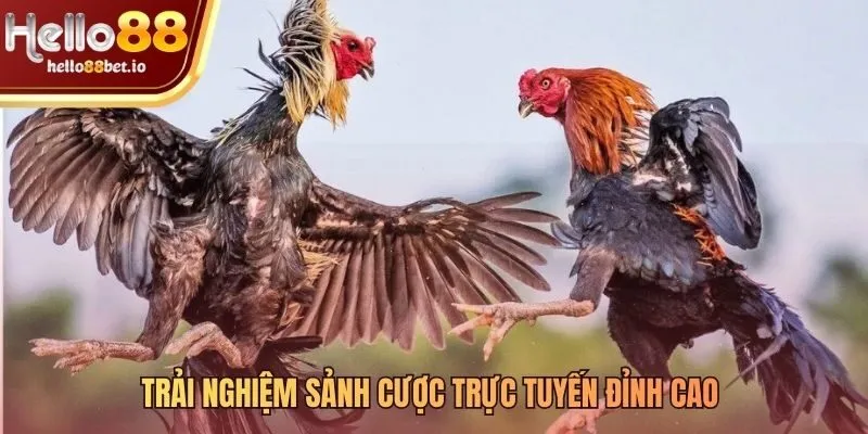 Sảnh cược đá gà trực tiếp Hello88 sôi động và cuốn hút